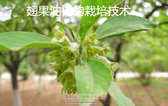 翅果油樹的栽培技術(shù)