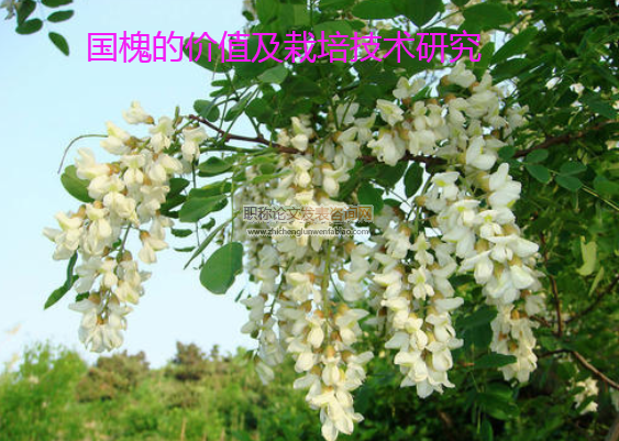 國槐的價值及栽培技術研究