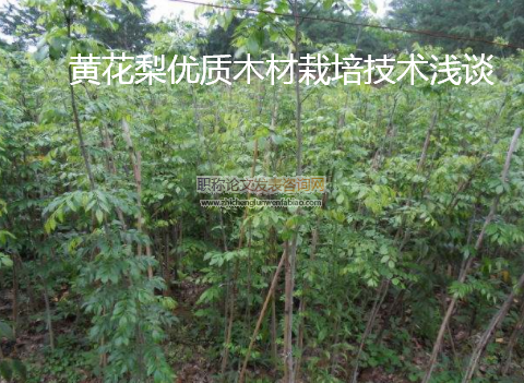 黃花梨優質木材栽培技術淺談