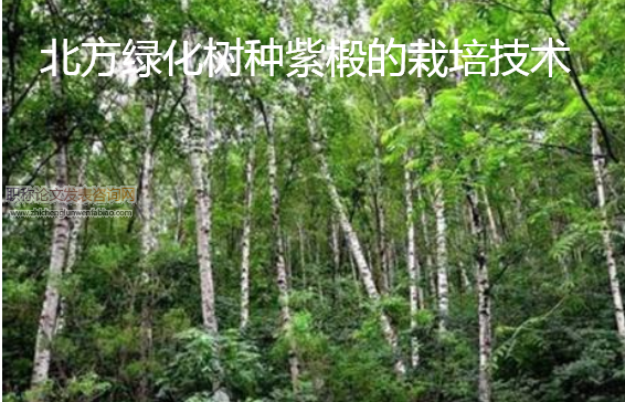 北方綠化樹種紫椴的栽培技術