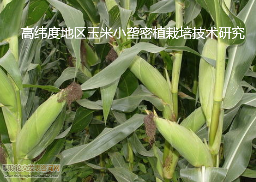 高緯度地區玉米小壟密植栽培技術研究