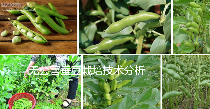 無公害蠶豆栽培技術分析