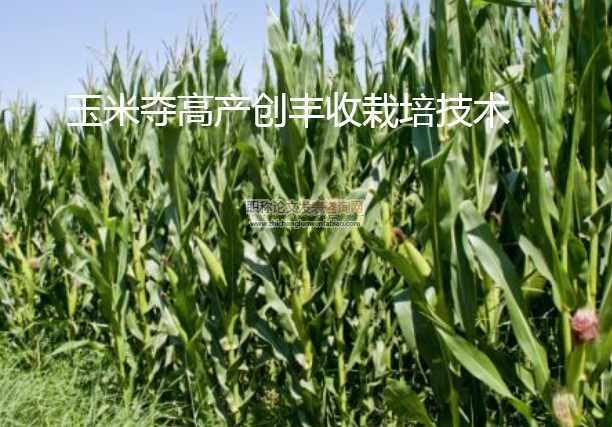 玉米奪高產創豐收栽培技術