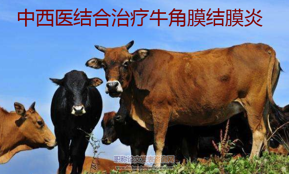 中西醫(yī)結(jié)合治療牛角膜結(jié)膜炎