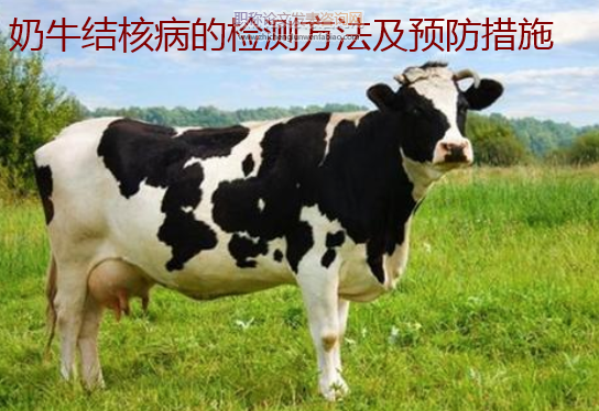 奶牛結核病的檢測方法及預防措施
