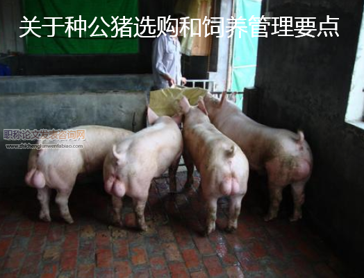 關于種公豬選購和飼養管理要點