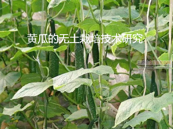黃瓜的無土栽培技術研究