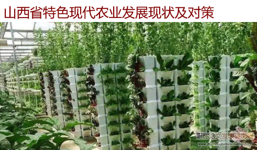 山西省特色現代農業發展現狀及對策