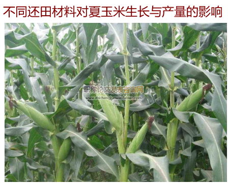 不同還田材料對(duì)夏玉米生長(zhǎng)與產(chǎn)量的影響