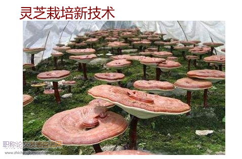靈芝栽培新技術