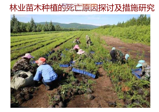 林業(yè)苗木種植的死亡原因探討及措施研究