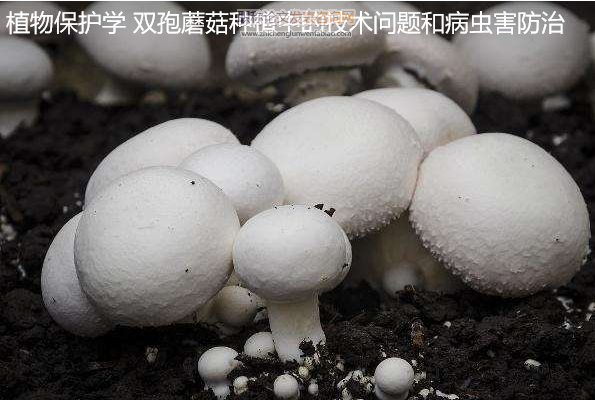 植物保護(hù)學(xué) 雙孢蘑菇種植中的技術(shù)問題和病蟲害防治