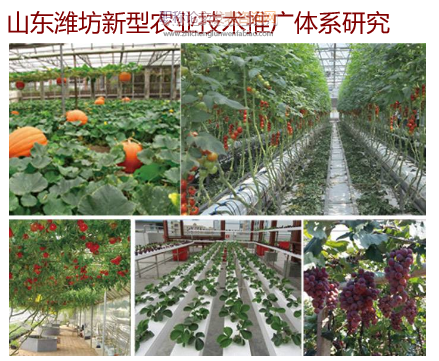 山東濰坊新型農業技術推廣體系研究