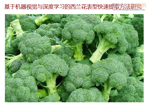 基于機器視覺與深度學習的西蘭花表型快速提取方法研究