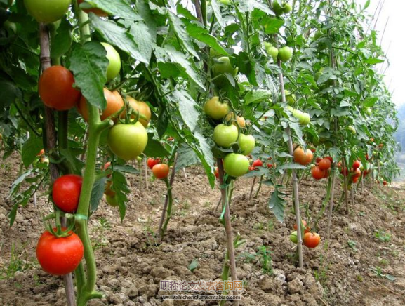 面向番茄植株相近色目標識別的多波段圖像融合方法