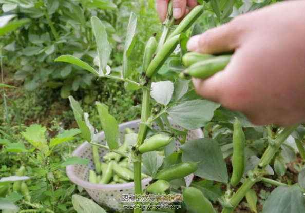 蠶豆種質資源主要農藝性狀遺傳多樣性分析
