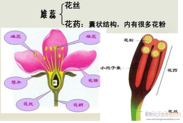 例談高中生物學理解記憶策略