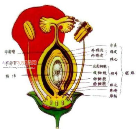 數學模型法在高中生物教學中的應用
