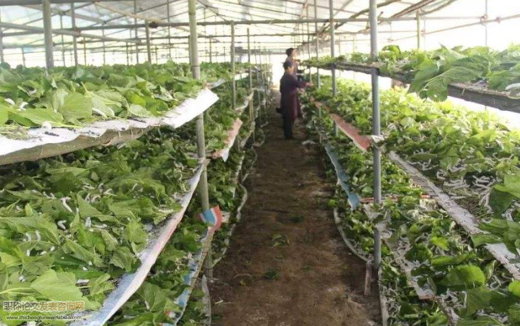 家蠶發病途徑及病害防治措施