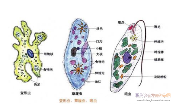 探討新課改下高中生物教學的有效策略