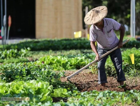 農業規模經營主體的興起與突破性農業轉型
