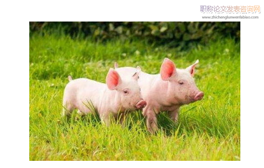 生態豬支原體肺炎的防治
