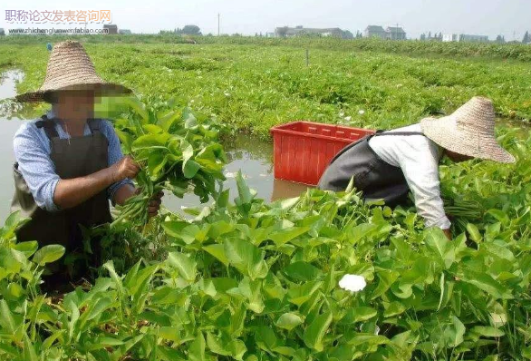 插旗村種植業現狀及產業優化探究
