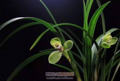 蘭科植物研究進展