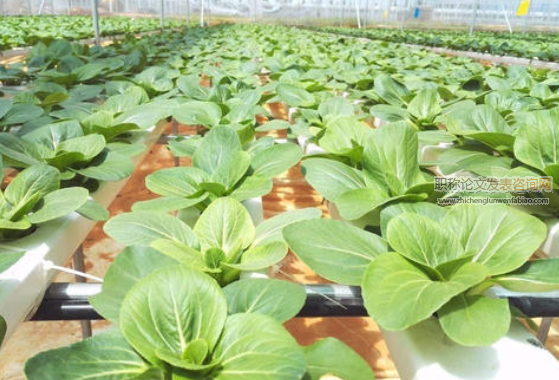 淺議有機蔬菜栽培