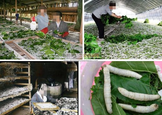 河南省一化性柞蠶品種沿革與品種資源創新利用展望