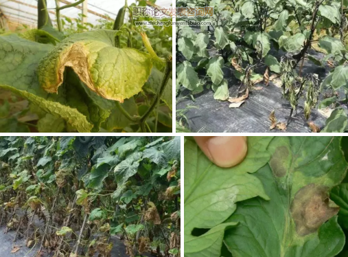 蔬菜病害論文可以發sci雜志嗎