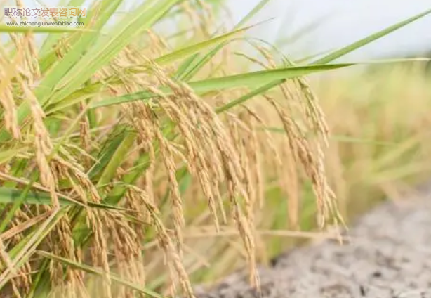 農戶糧食種植技術選擇意愿影響研究