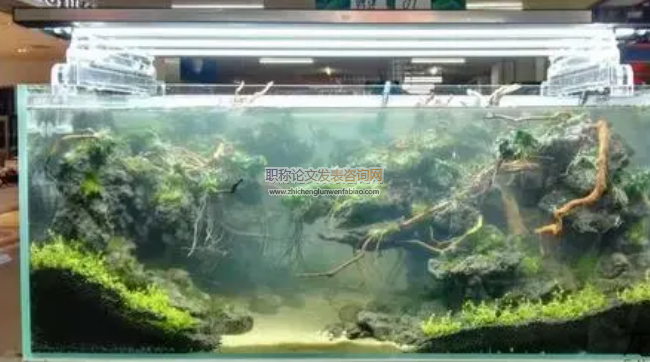 水族箱造景與日常維護