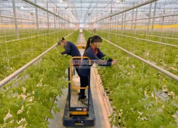 微課在新型職業農民培訓中應用引發的思考——以蔬菜種植技術培訓為例