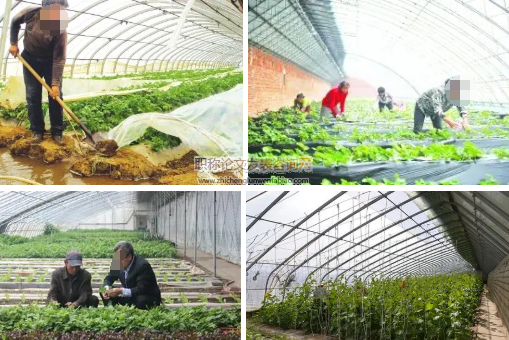 蔬菜大棚種植作業農民健康危險因素調查