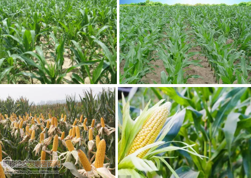 加大種植技術研發推廣力度全面提高玉米產量提升品質
