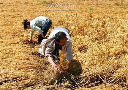 勞動稟賦變化、技術(shù)選擇與糧食種植結(jié)構(gòu)調(diào)整