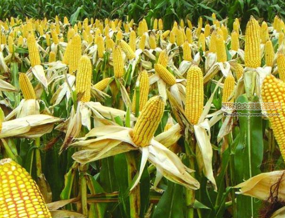 陜西省主要糧食作物種植結構時空變化特征分析