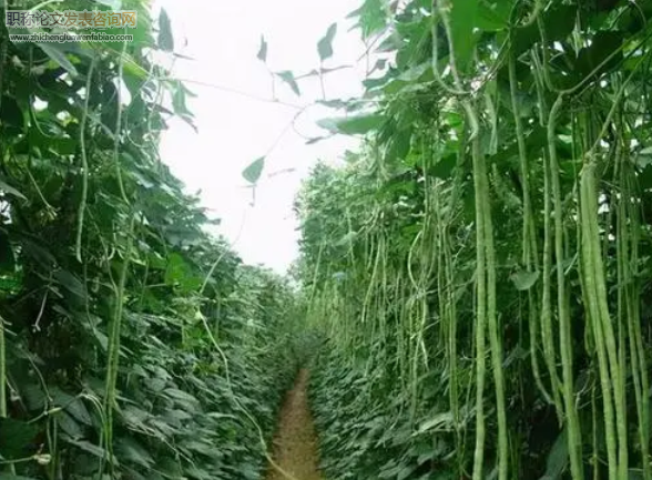 菜豆角（雜豆）施肥覆膜播種筑土聯合作業機的設計研究