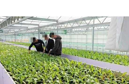 有機蔬菜種植模式及生態(tài)農(nóng)業(yè)技術(shù)推廣運用