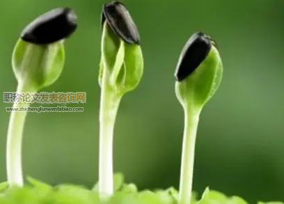 論農業種子推廣的管理服務工作