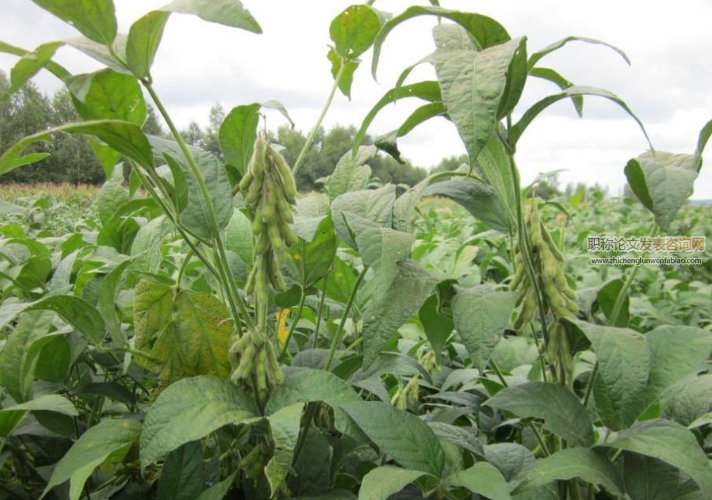 不同有機肥用量對大豆植株生長及產量的影響