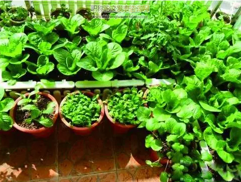 家用陽臺型農業生態系統的發展現狀與建議