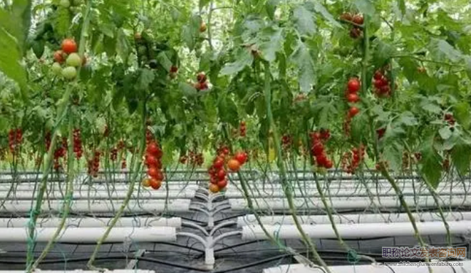 甘肅省設施農業蔬菜栽培技術