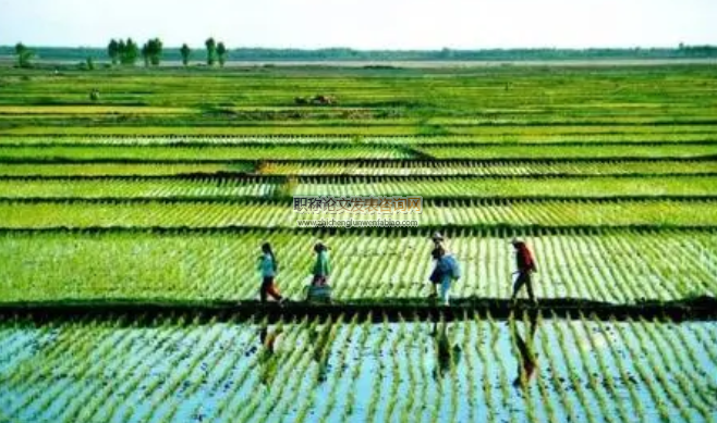 “三誘”植物保護新技術(shù)在生態(tài)農(nóng)業(yè)中的應(yīng)用探析