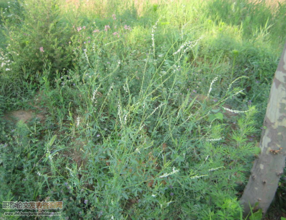 飼料用草白花草木犀的種植技術(shù)