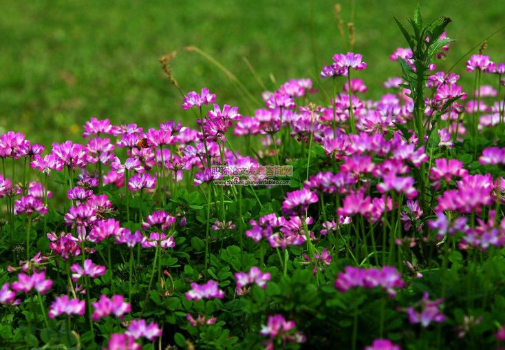 氮磷鉀對紅花草固氮根瘤菌生長及種植后土壤肥力的影響
