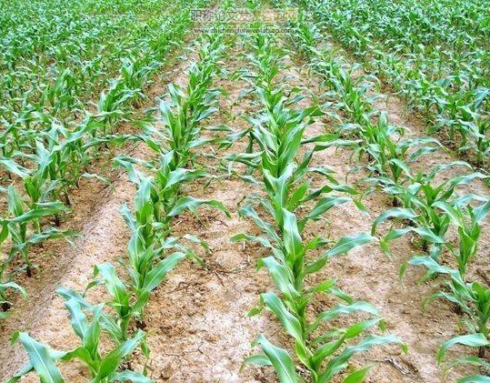玉米種植技術(shù)要點及其推廣策略探究