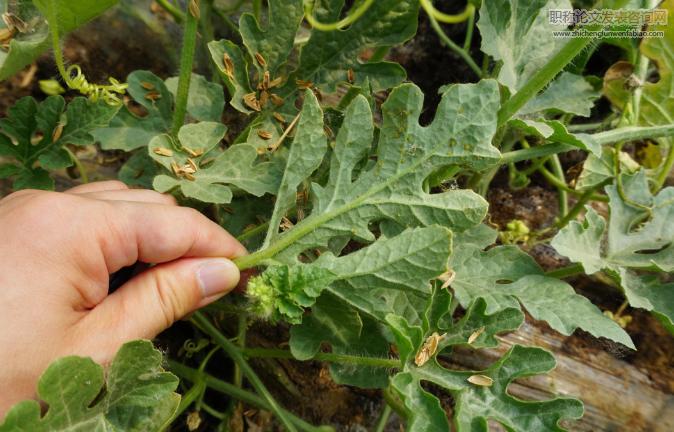 試論西瓜種植中病蟲害防治技術