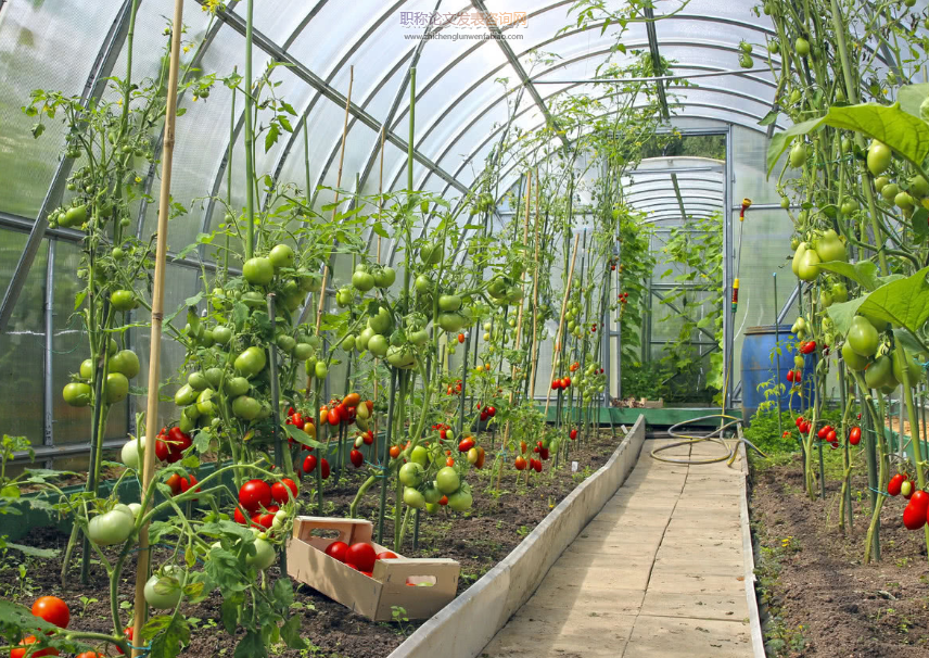 農業大棚技術在南方蔬菜種植中的改進和應用